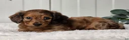 Miniature Dachshund dogs for sale: Buster - Ad 3