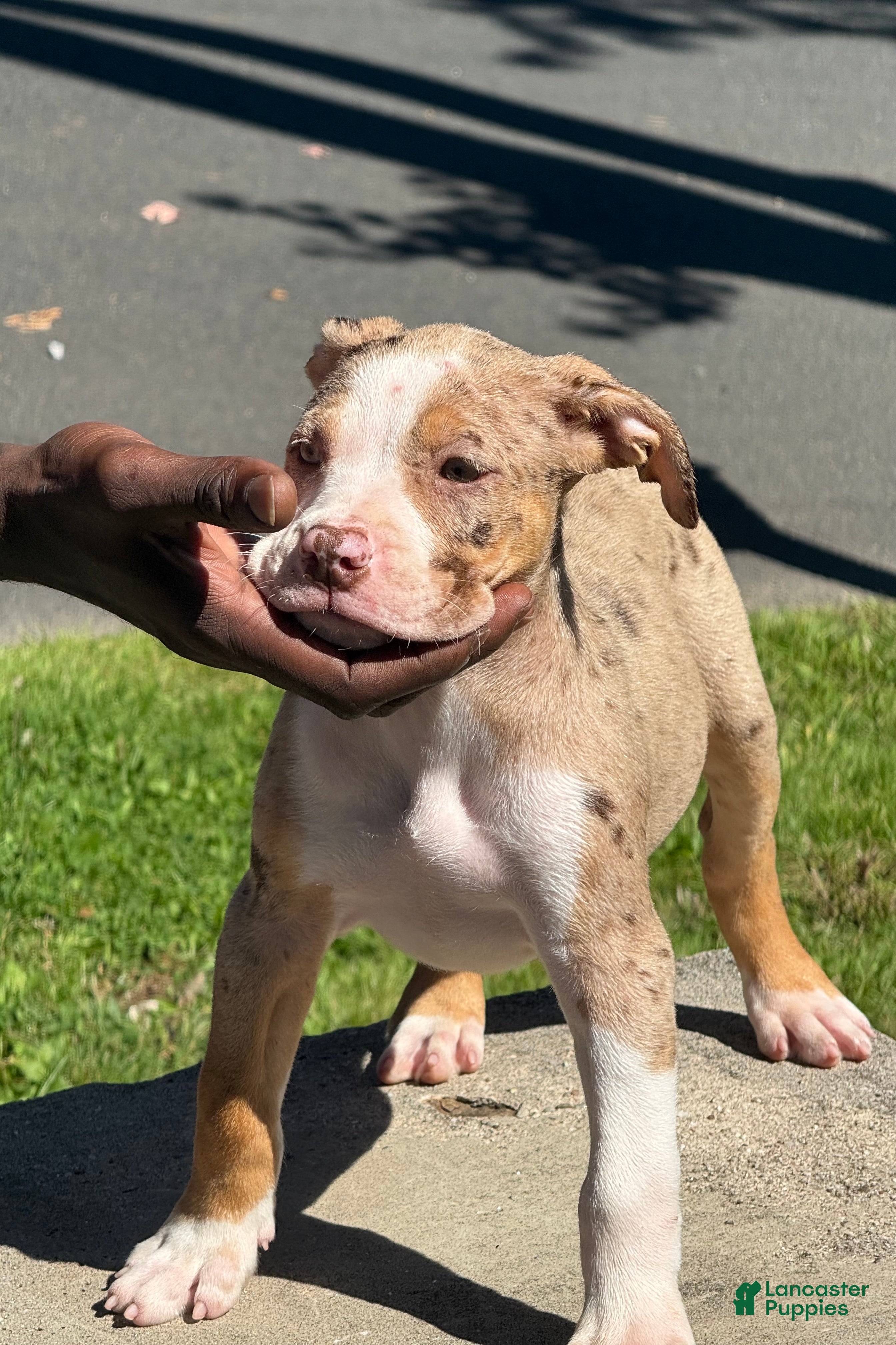 American Bully dogs The Olsen Twins / Ashley  - Ad 2
