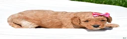 Mini Goldendoodle dogs for sale: Natalie - Ad 3