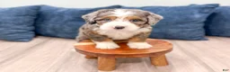 Mini Bernedoodle dogs for sale: Jewel - Ad 4