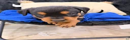 Rottweiler dogs for sale: Rottweiler Puppy 1 - Ad 32