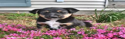 Mixed Breed dogs for sale: Hazel - Ad 4