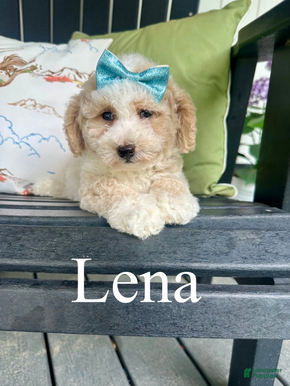 Mixed Breed dogs Lena - Micro Mini F1b - Ad 1
