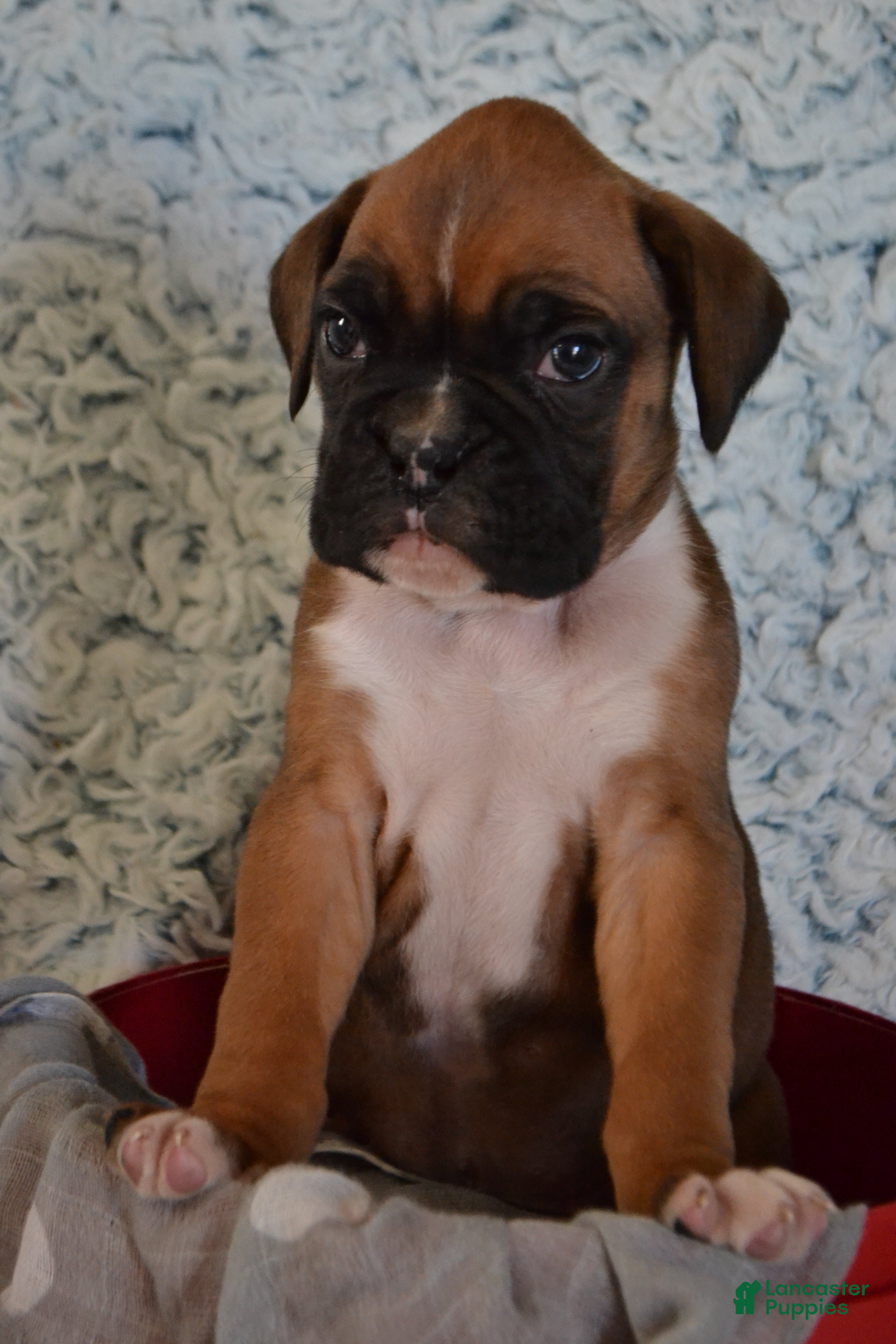 Boxer dogs Simba - Ad 20