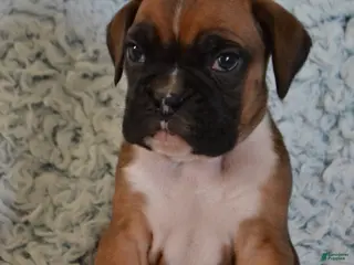 Boxer dogs Simba - Ad 32