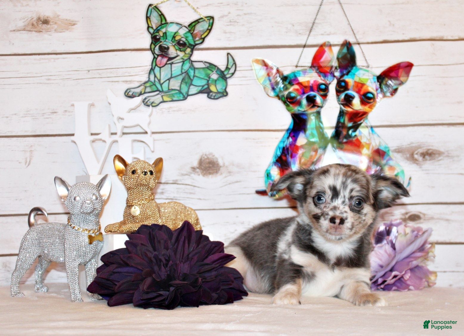 Chihuahua dogs Elgin - Ad 1