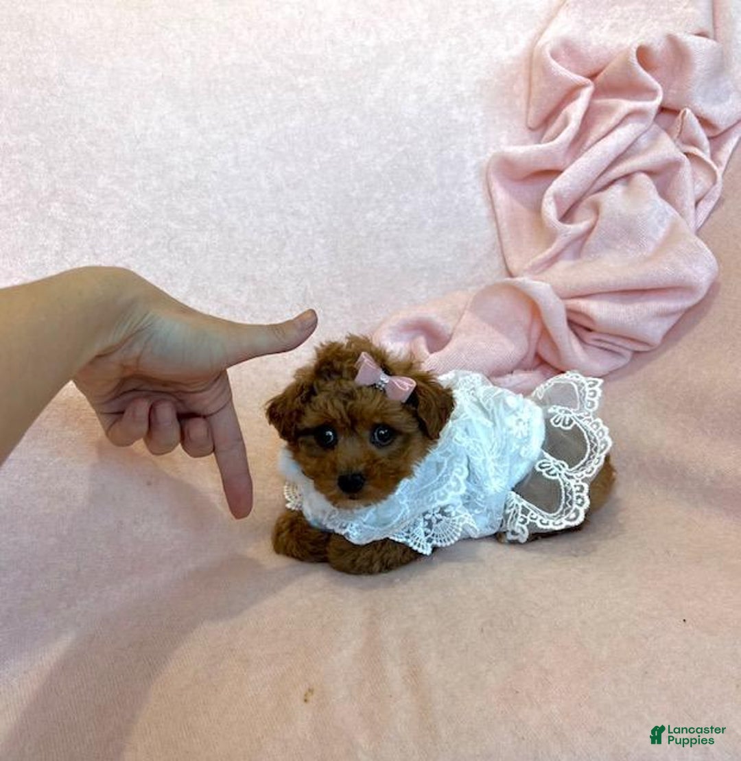 Toy Poodle Puppy for sale in West Palm Beach Lancaster Puppies