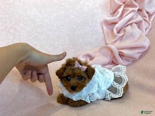 Toy Poodle dogs - Ad 33