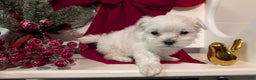 Maltese dogs for sale: Koko - Ad 7