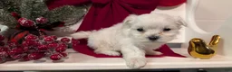 Maltese dogs for sale: Koko - Ad 7