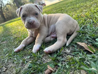 American Pit Bull Terrier dogs John Snow - Ad 14