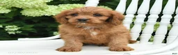Cavapoo dogs for sale: Duke - Ad 2