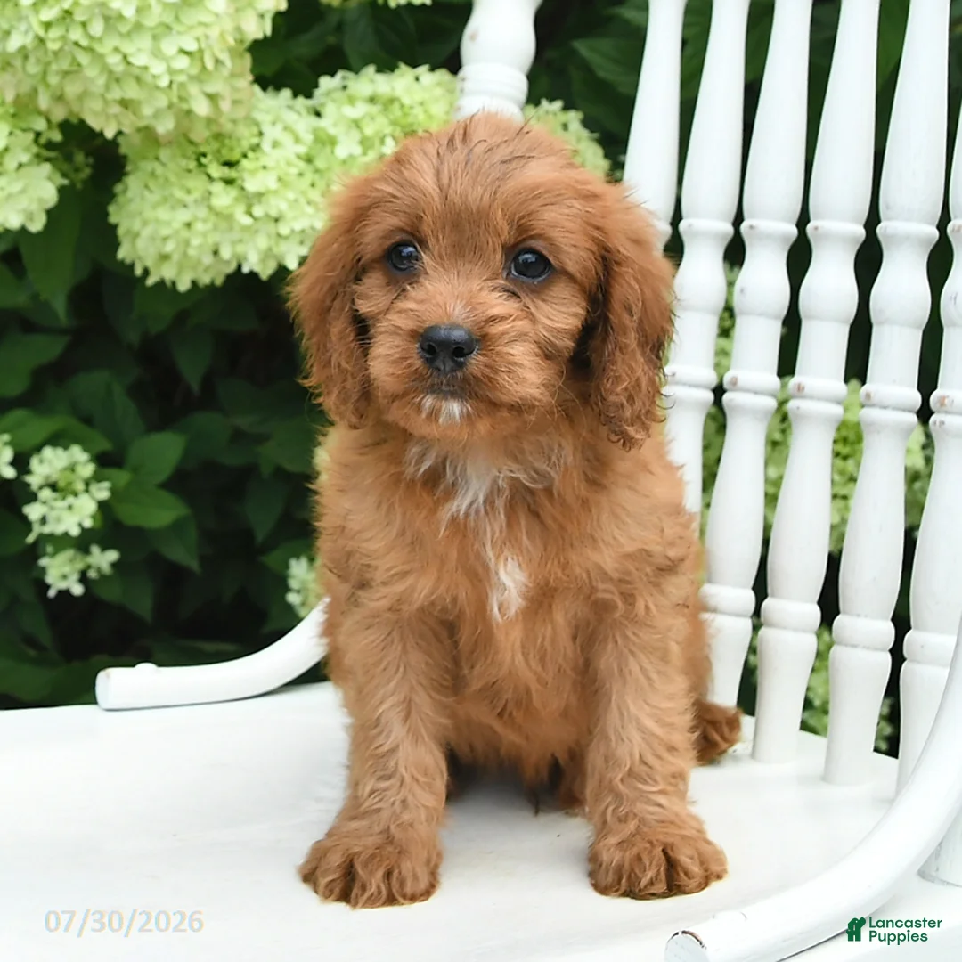 Cavapoo dogs for sale: Duke - Ad 2