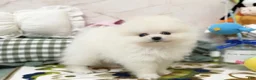 Pomeranian dogs for sale: Luna - Ad 5