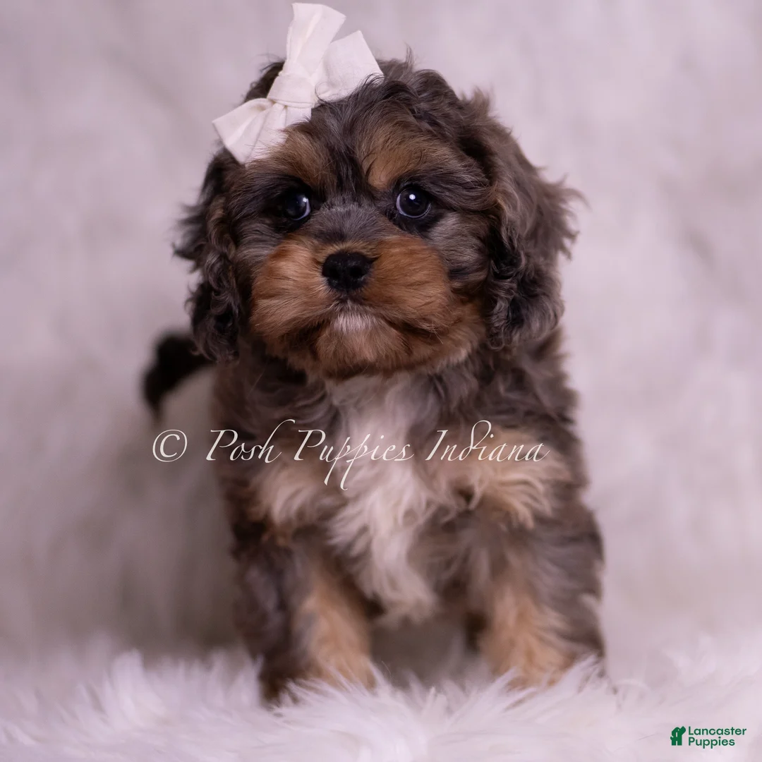 Cavapoo dogs for sale: Sailor - Ad 2
