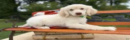 Mixed Breed dogs for sale: Gelato (Boy) - Ad 3