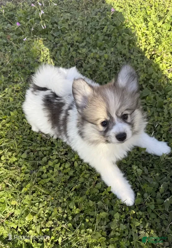 Mixed Breed dogs Mixed Breed Puppy 1 - Ad 30