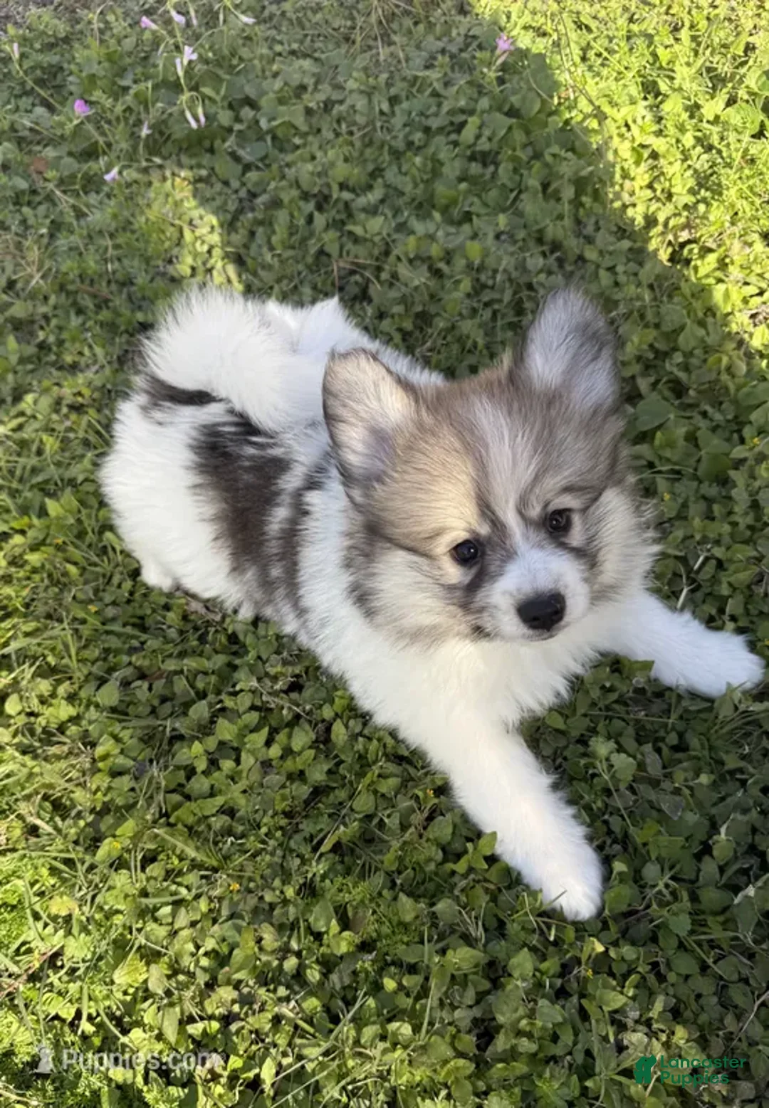 Mixed Breed dogs for sale: Mixed Breed Puppy 1 - Ad 1