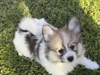 Mixed Breed dogs Mixed Breed Puppy 1 - Ad 13