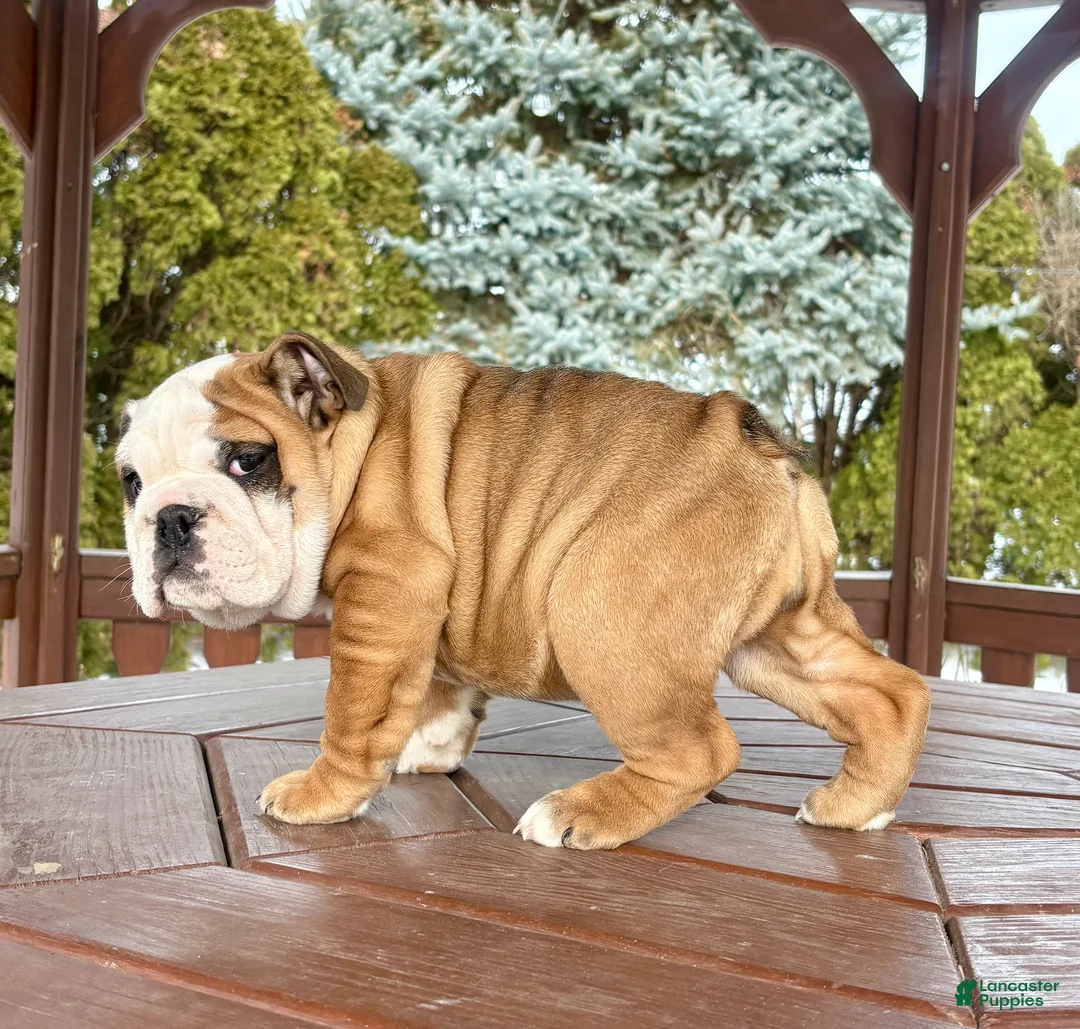 English Bulldog dogs for sale: Skye - Ad 10