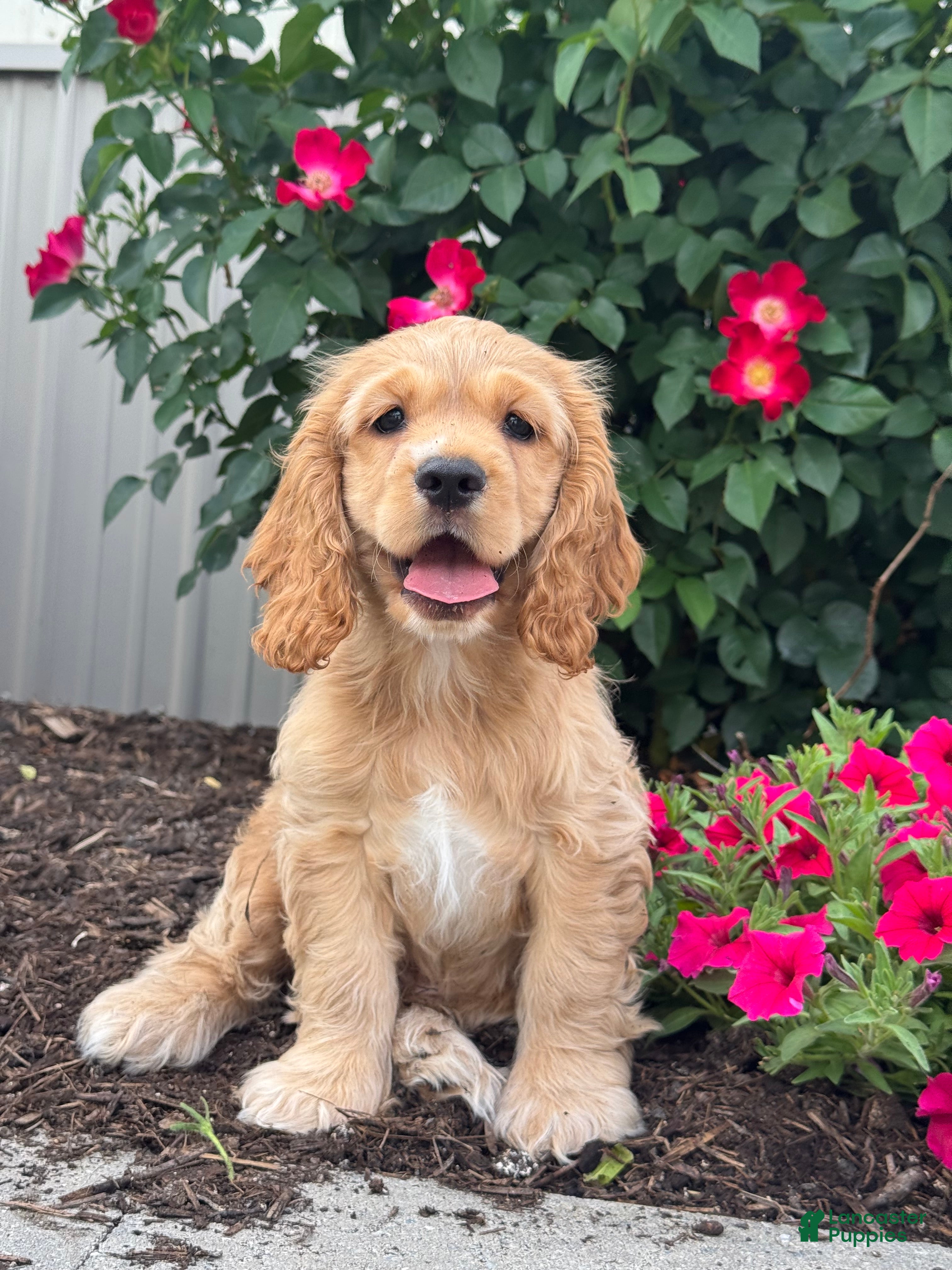 Cocker Spaniel dogs Chester - Ad 31