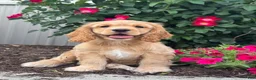 Cocker Spaniel dogs for sale: Chester - Ad 1