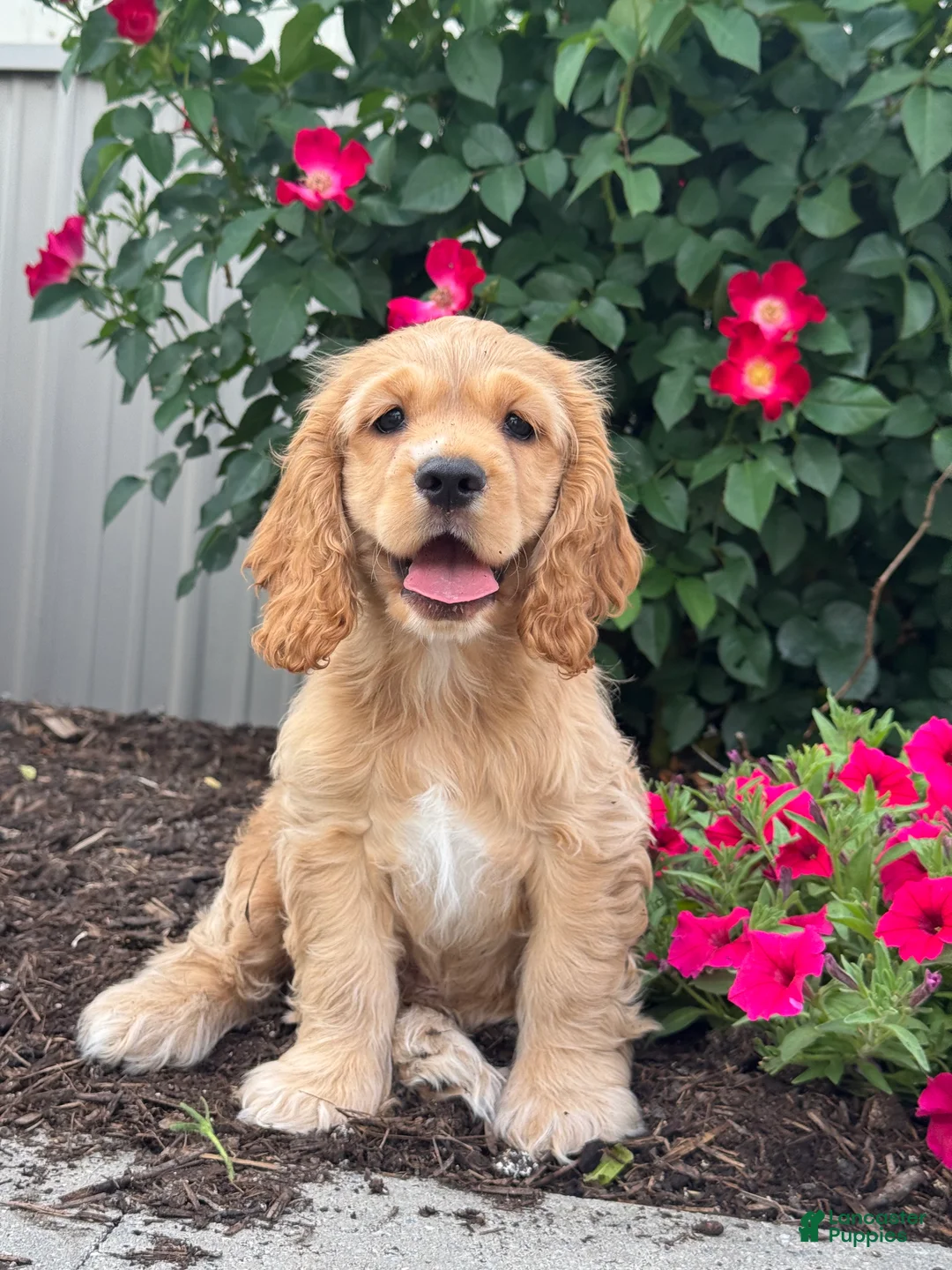 Cocker Spaniel dogs for sale: Chester - Ad 1