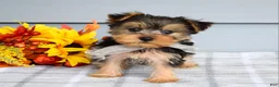 Yorkshire Terrier dogs for sale: Cora - Ad 4