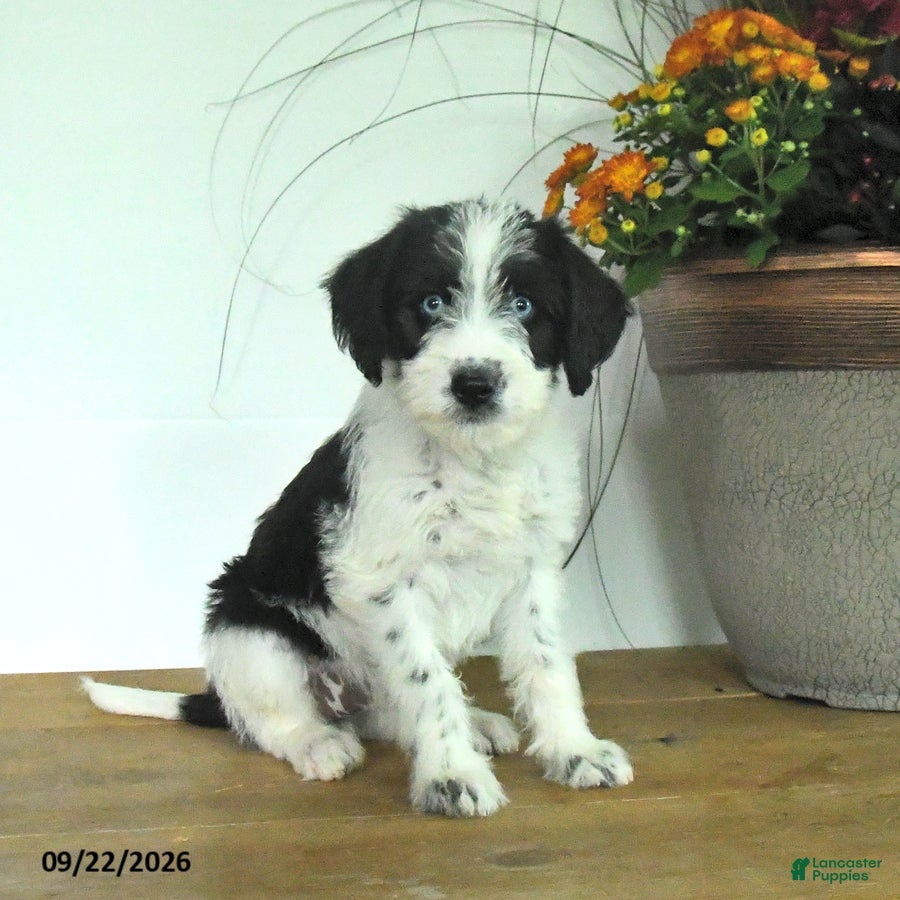 Mixed Breed dogs for sale: Dixie - Ad 1