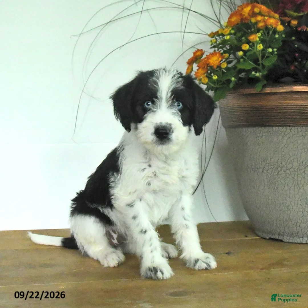 Mixed Breed dogs for sale: Dixie - Ad 1