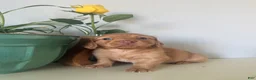 Miniature Dachshund dogs for sale: Cooper - Ad 2