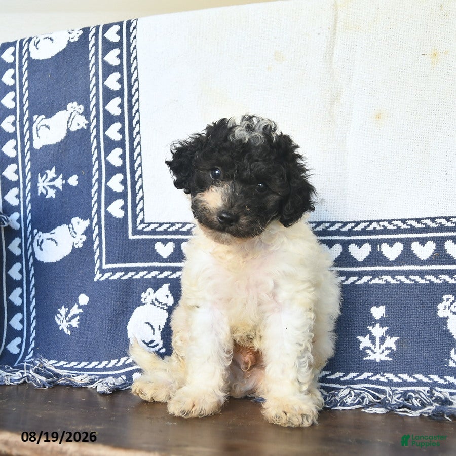 Miniature Labradoodle dogs Rowan  - Ad 2