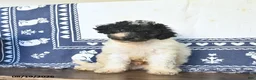 Miniature Labradoodle dogs for sale: Rowan  - Ad 2