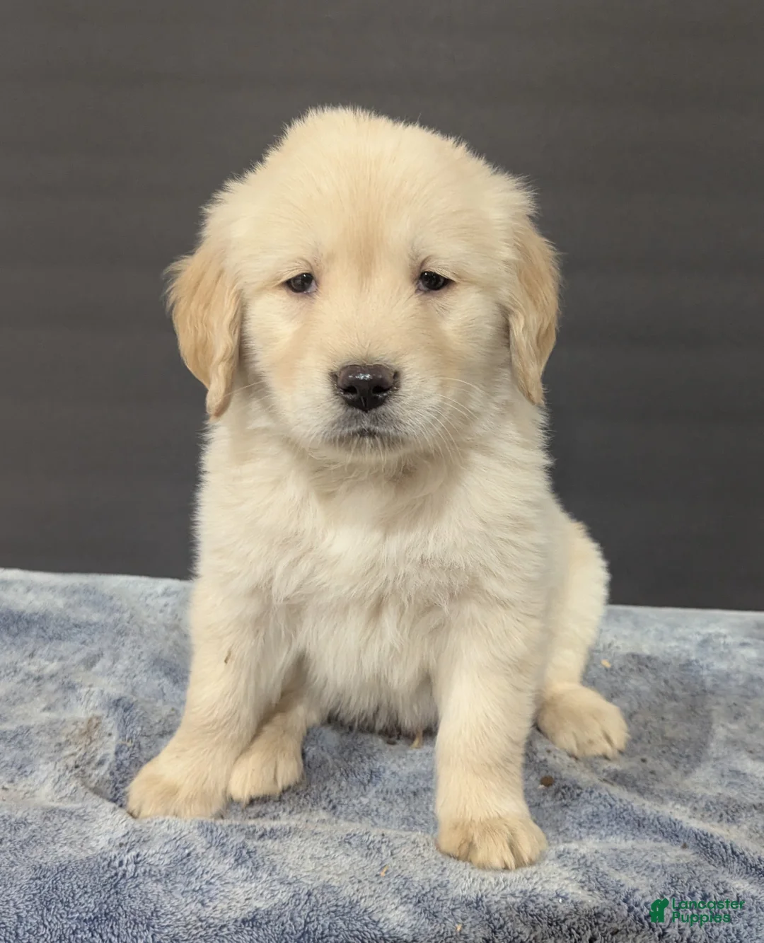 Golden Retriever dogs for sale: Hunter  - Ad 1