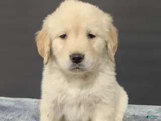 Golden Retriever dogs Hunter - Ad 9