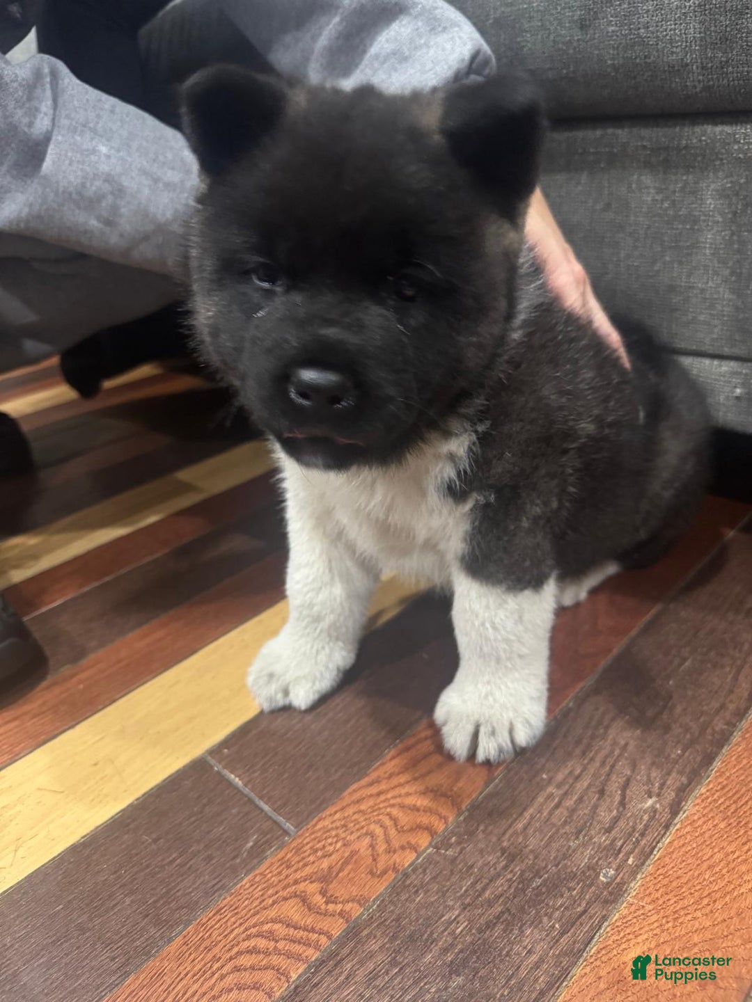 Akita dogs for sale: Akita Puppy 1 - Ad 3