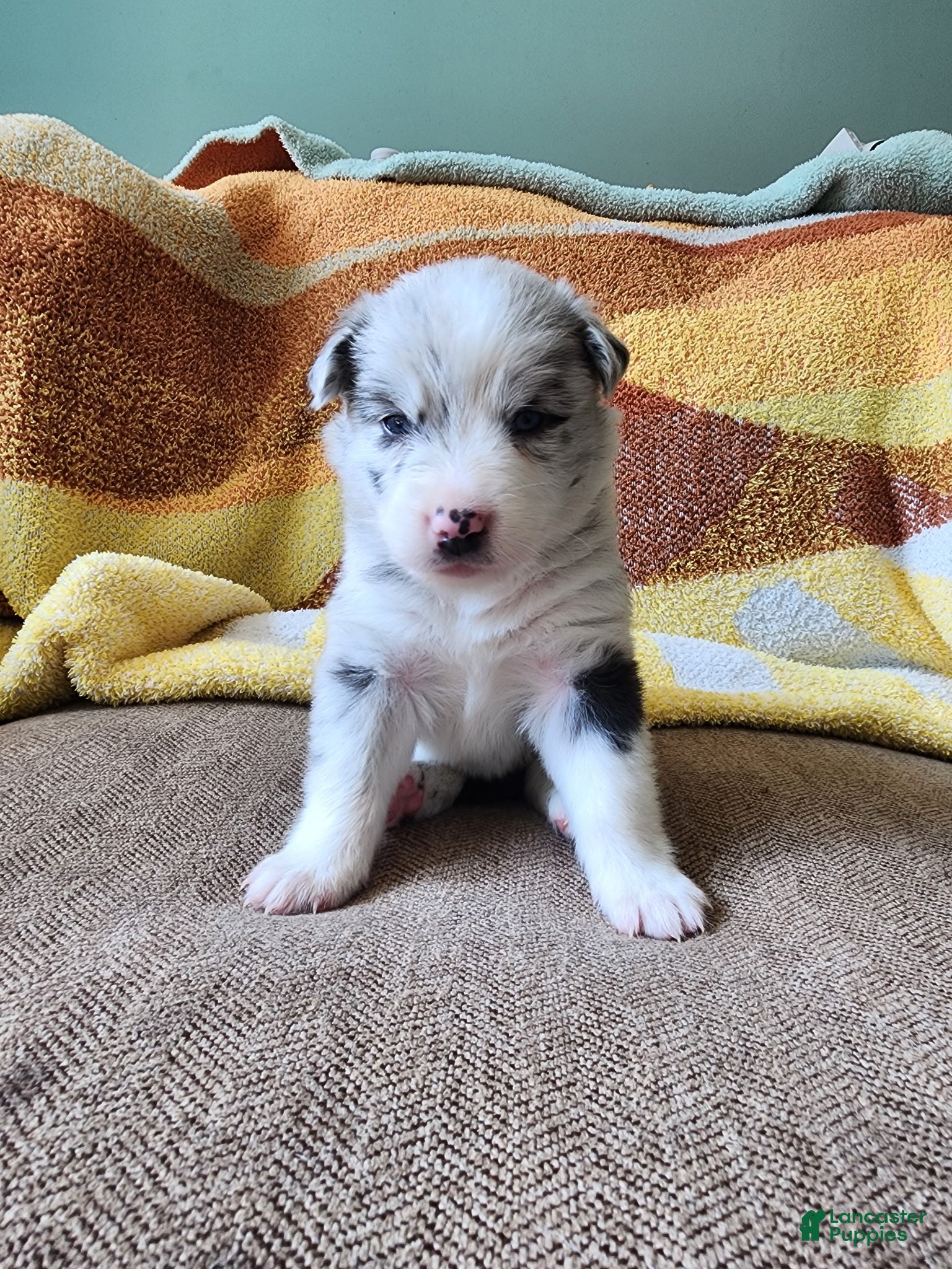 Mixed Breed dogs Chloe - Ad 6