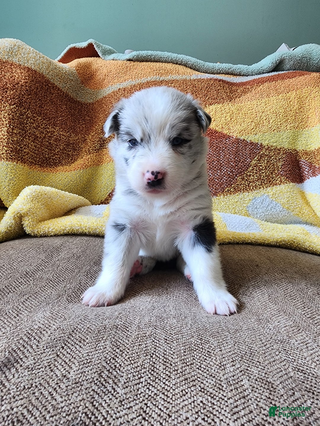 Mixed Breed dogs for sale: Chloe - Ad 1