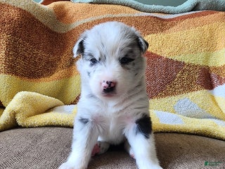 Mixed Breed dogs Chloe - Ad 11