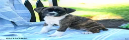 Boxer dogs for sale: Ophelia  - Ad 4