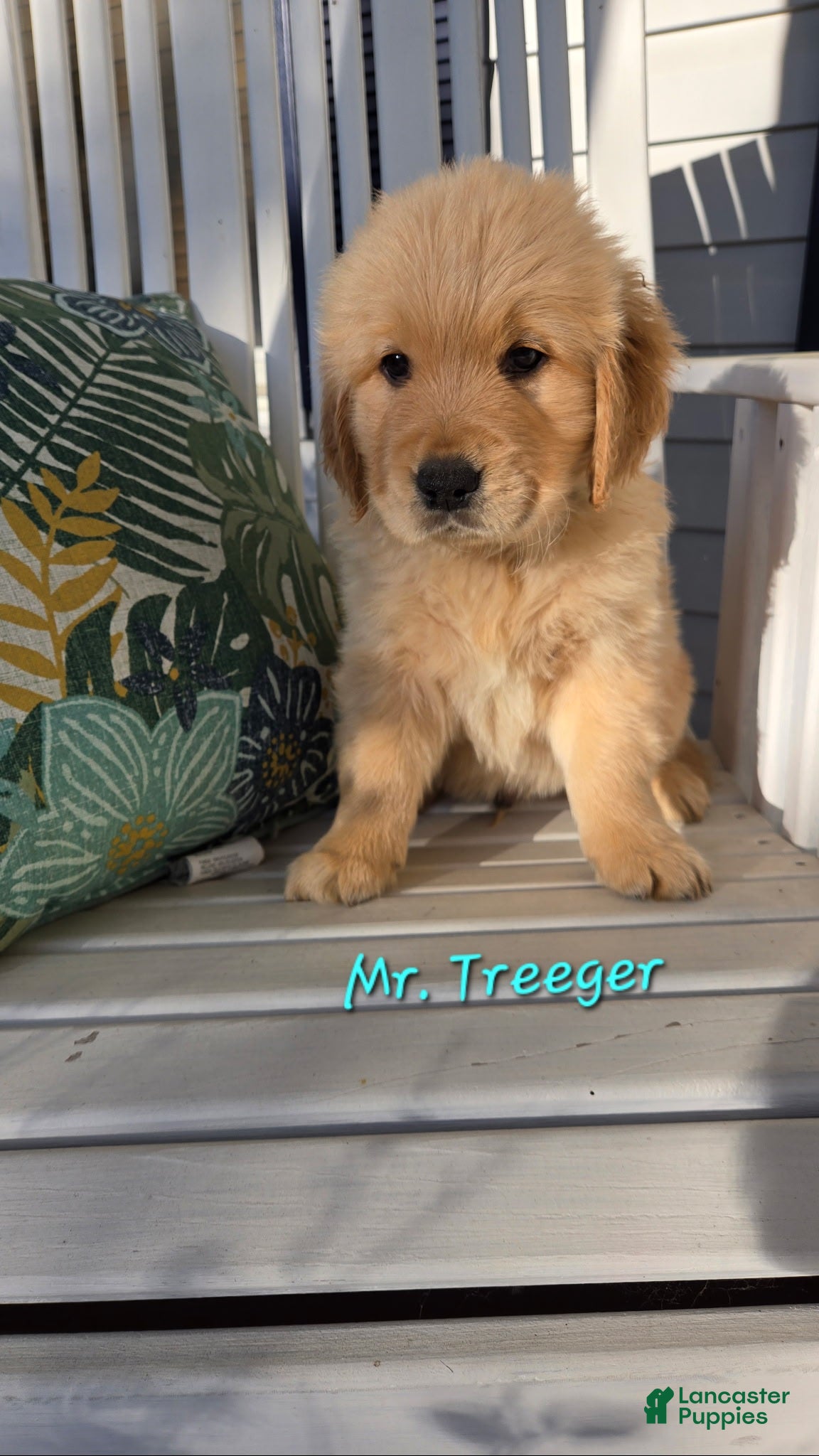 Golden Retriever dogs Golden Retriever Puppy 1 - Ad 29