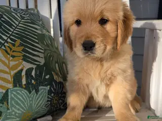 Golden Retriever dogs Golden Retriever Puppy 1 - Ad 29