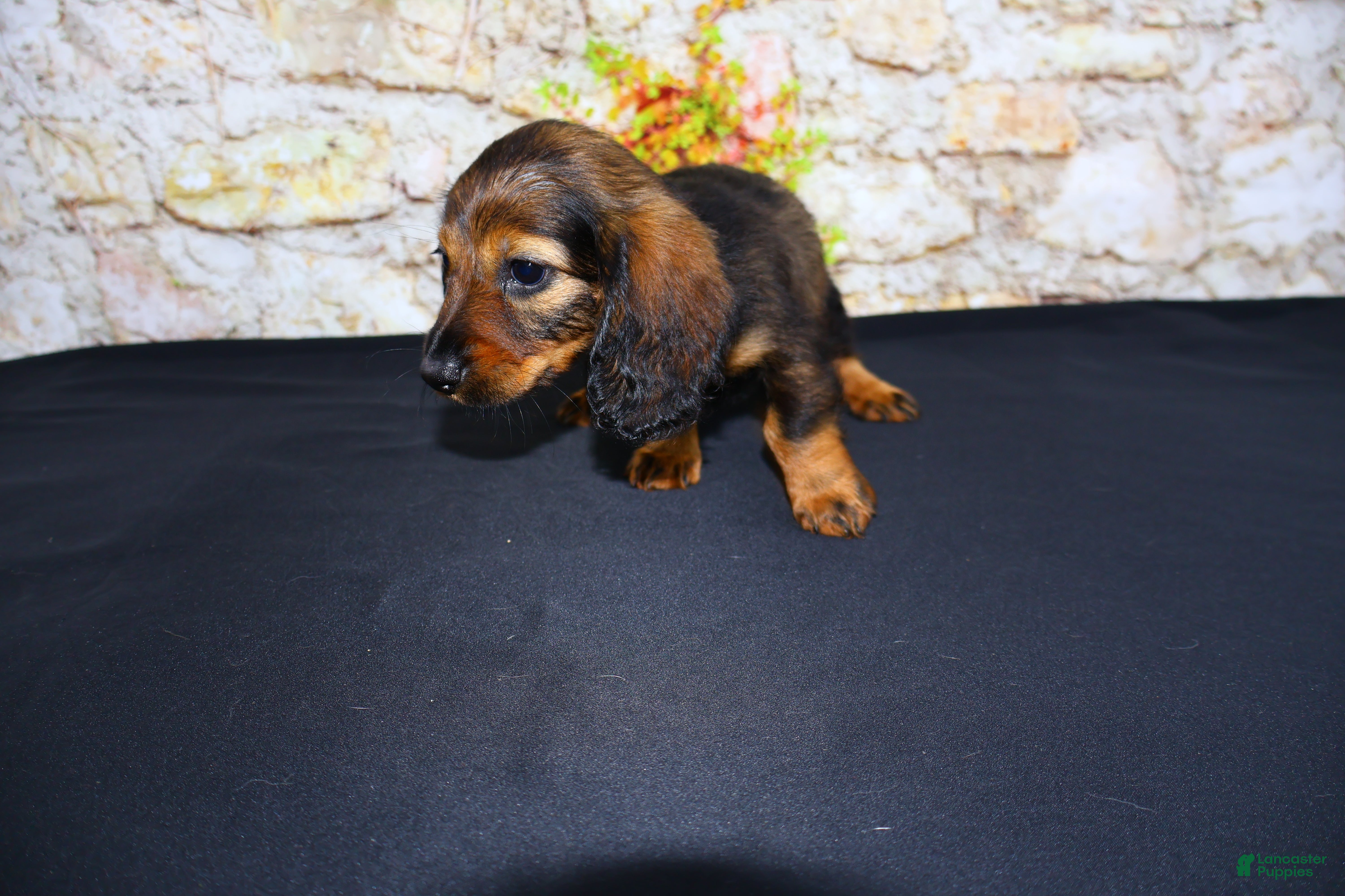 Miniature Dachshund dogs Wendy - Ad 2