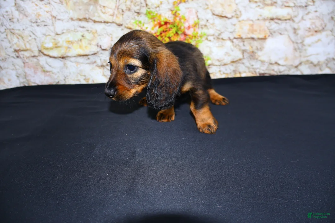 Miniature Dachshund dogs for sale: Wendy - Ad 2