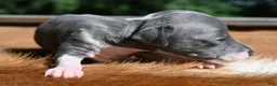 Italian Greyhound dogs for sale: Tracer - Ad 1