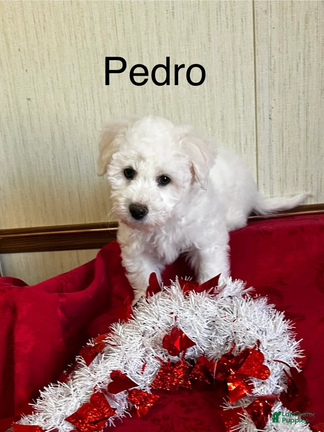 Bichon Frise dogs for sale: Pedro - Ad 1