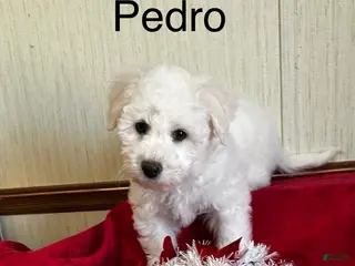 Bichon Frise dogs Pedro - Ad 1