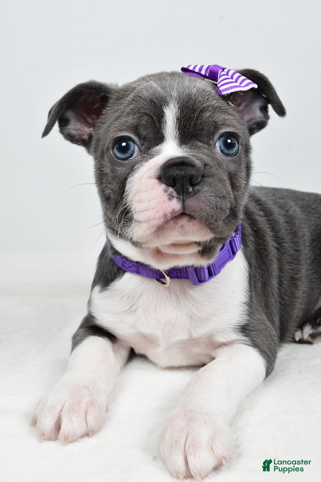 Mixed Breed dogs for sale: Sadie - Ad 4