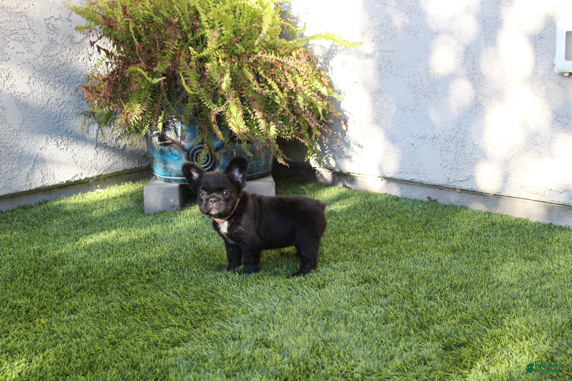 French Bulldog dogs French Bulldog Puppy 1 - Ad 1