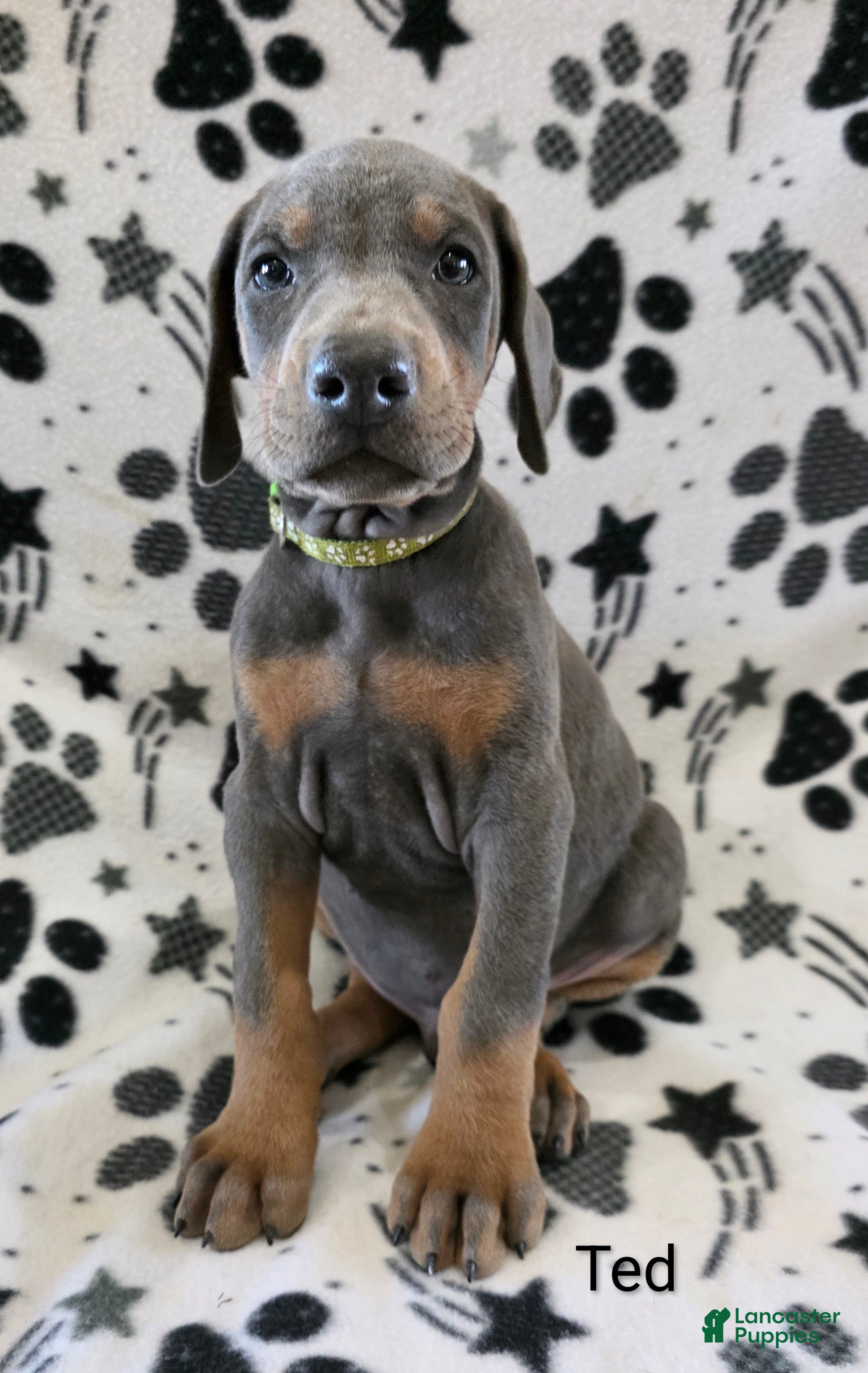 Doberman Pinscher Puppy 2